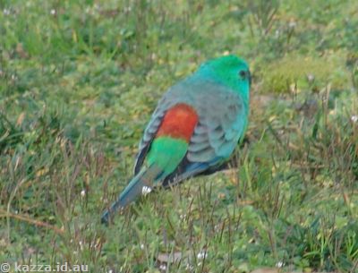 red rumped parrot for sale