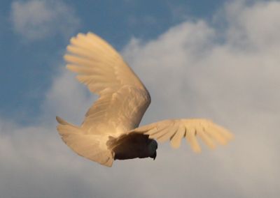 Cockatoo in flight