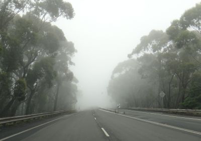 Fog