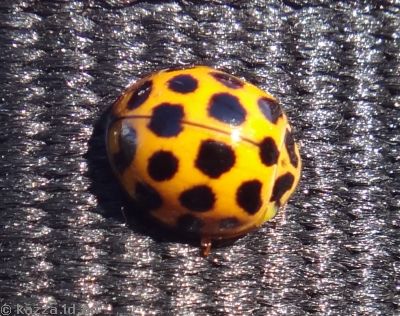 Lady Bug