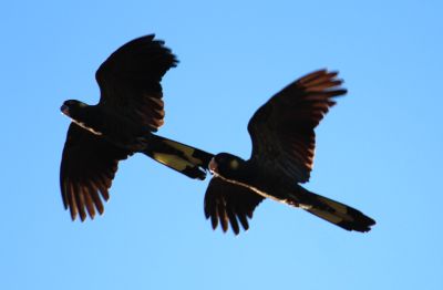 Black Cockatoos