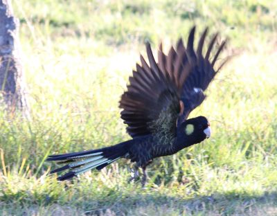Black Cockatoos
