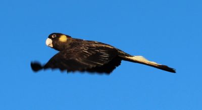 Black Cockatoos