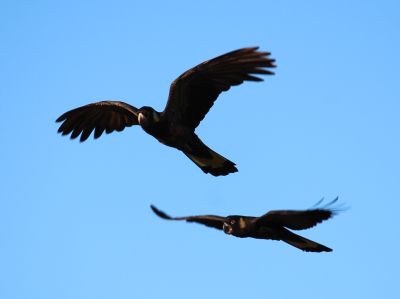 Black Cockatoos