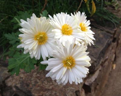 Chrysanthemums