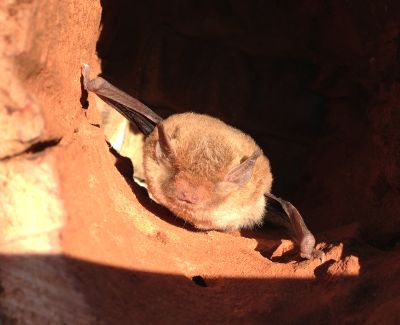 Bat