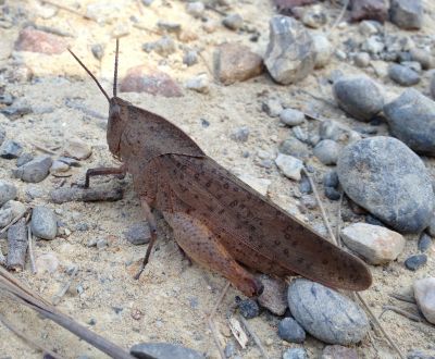 Grasshopper