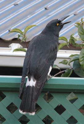 Currawong