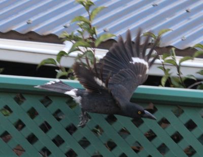 Currawong