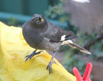 Currawong