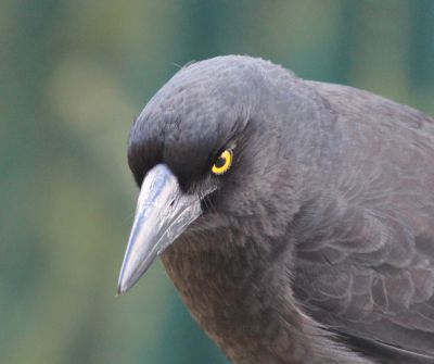 Currawong