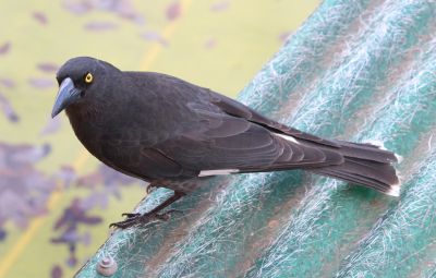 Currawong