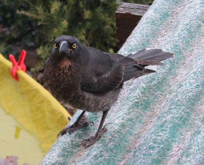 Currawong