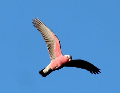 Galah