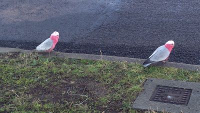 Galahs