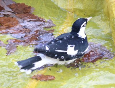 Magpie lark bath