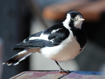 Magpie Lark at the Lighty