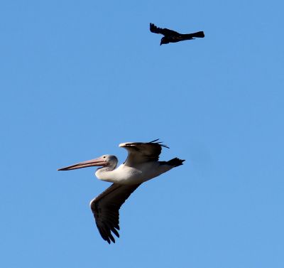Pelican and raven