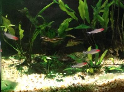 Rummy nose tetras
