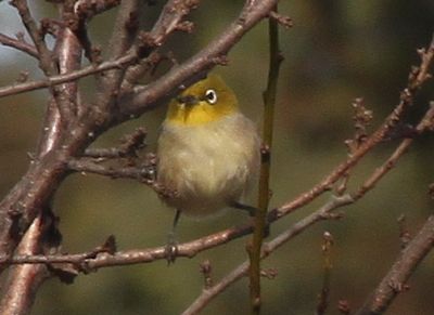 White eye