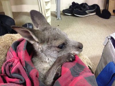 Club kangaroo