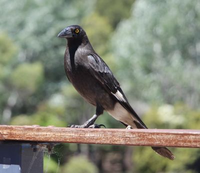 Lighthouse currawong