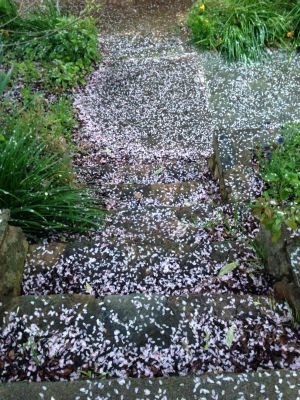 Petal snow