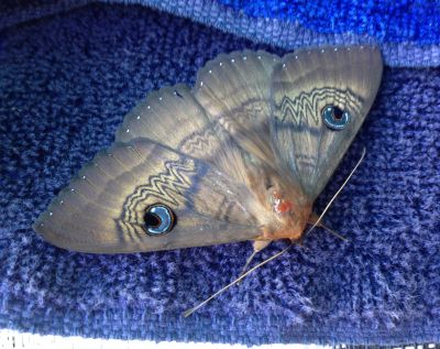 Blue eyed moth
