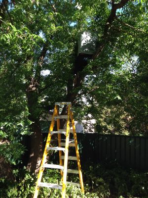 David up a ladder