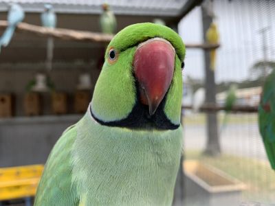 Oh hai parrot