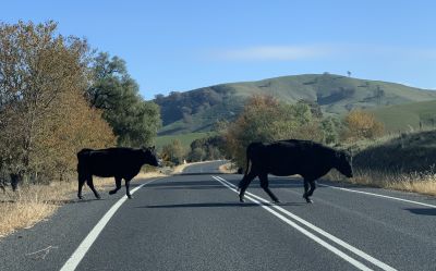 Cows on Nangus Road