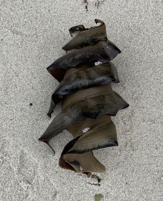 Shark egg