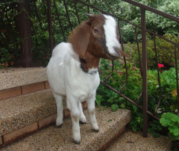 Goat Goat
