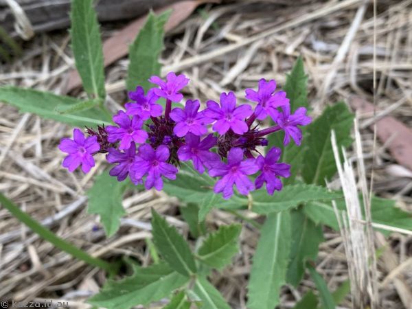 Pretty flowers
