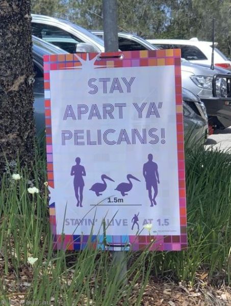 Stay apart ya pelicans!