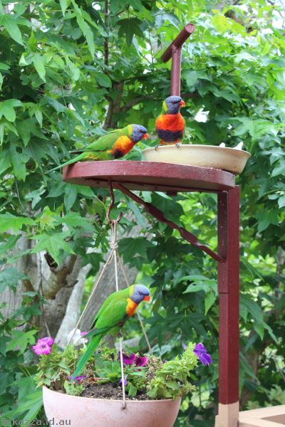 Rainbow lorikeets