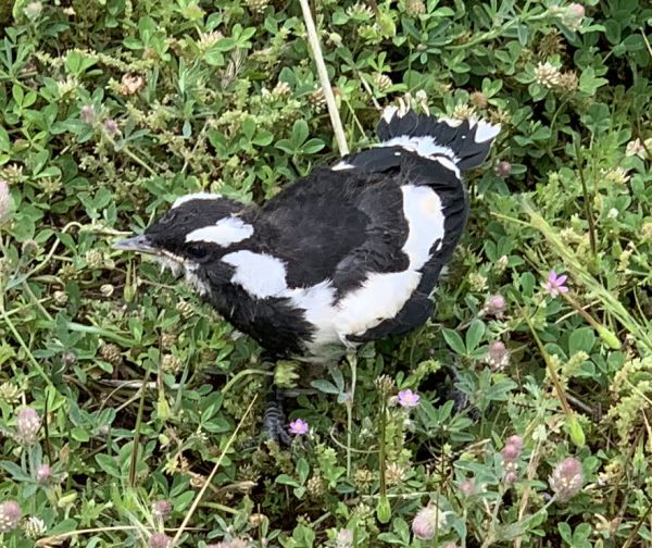Baby magpie lark