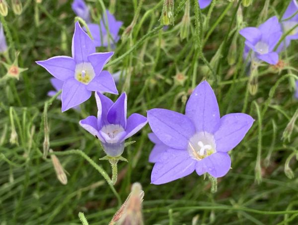 Royal Bluebells