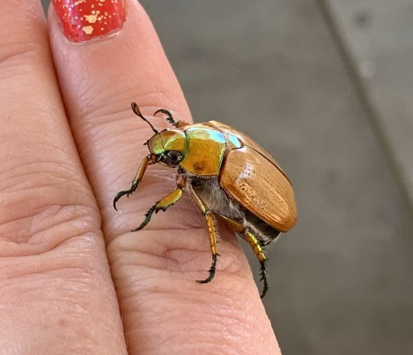 Christmas beetle