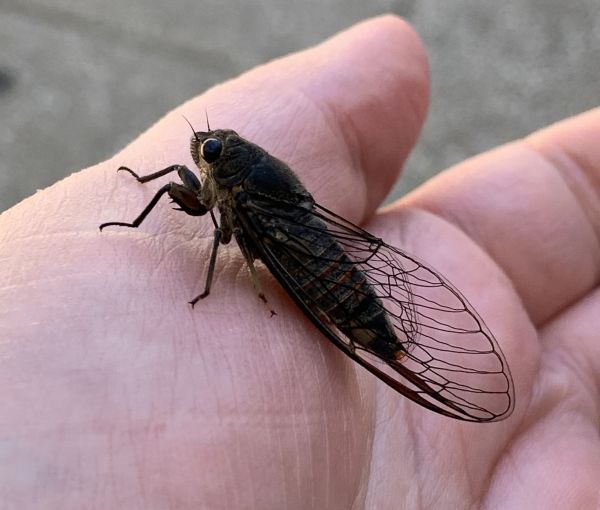 Small cicada