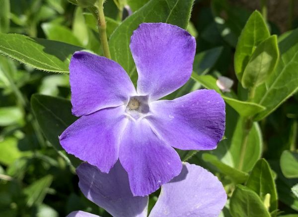 Evil periwinkle