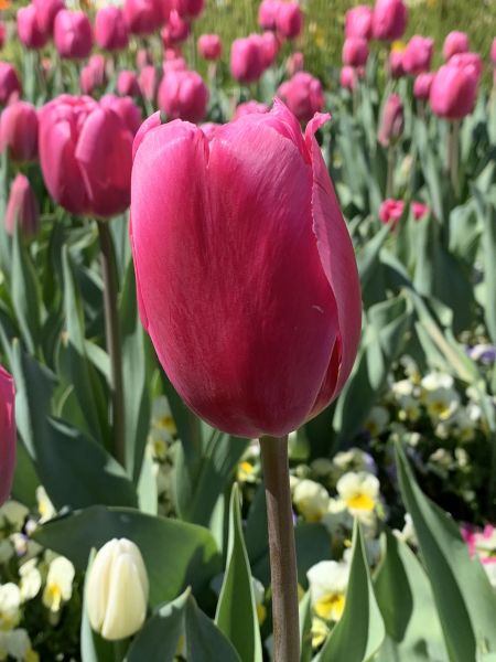 Belconnen Floriade