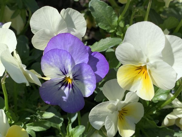 Belconnen Floriade