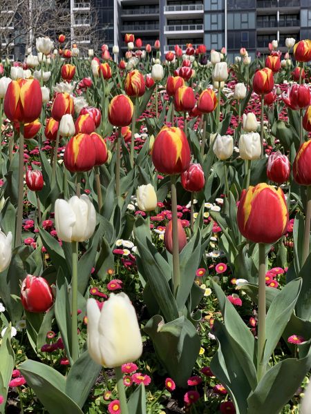 Belconnen Floriade