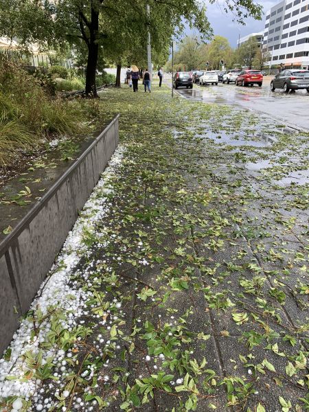 Hail and shredded trees
