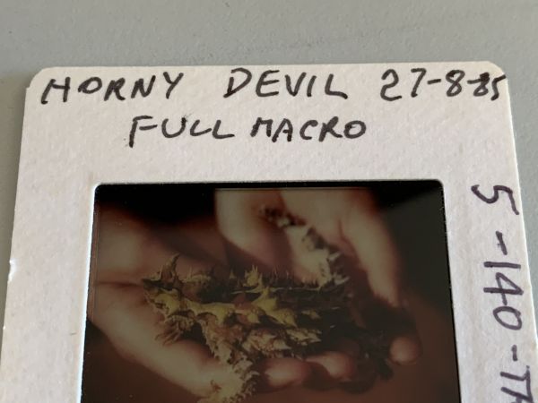 Horny devil