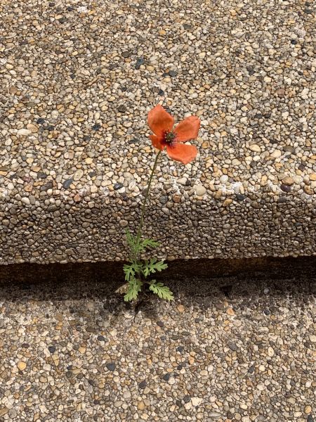 Life finds a way