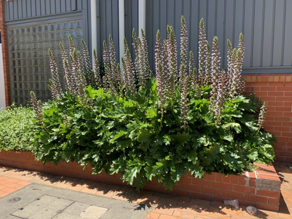 Flowers at Maccas