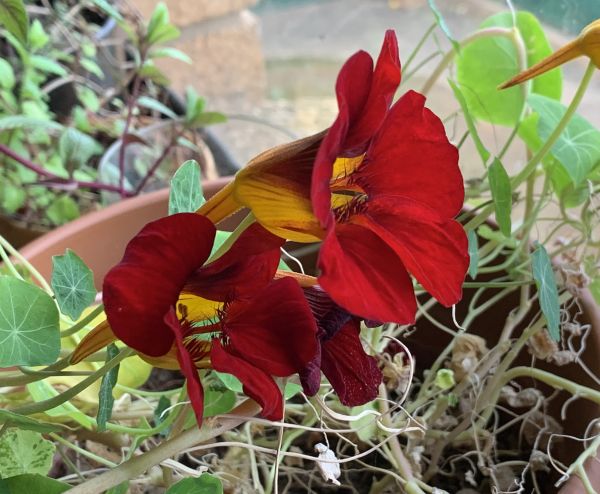 Nasturtium flowers