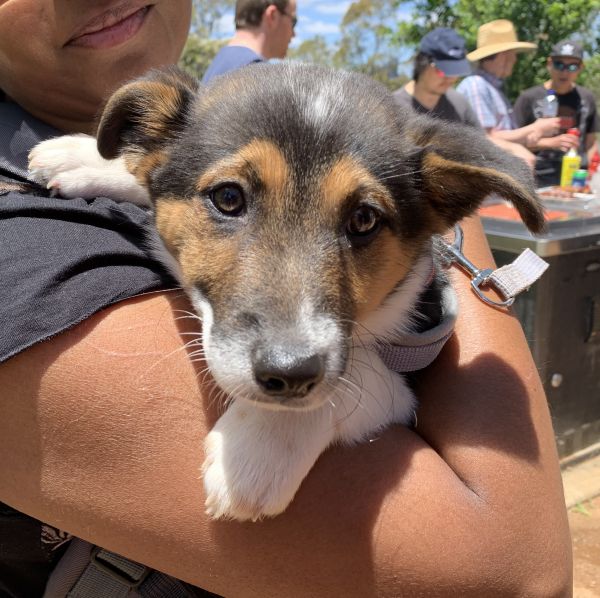 Party puppy
